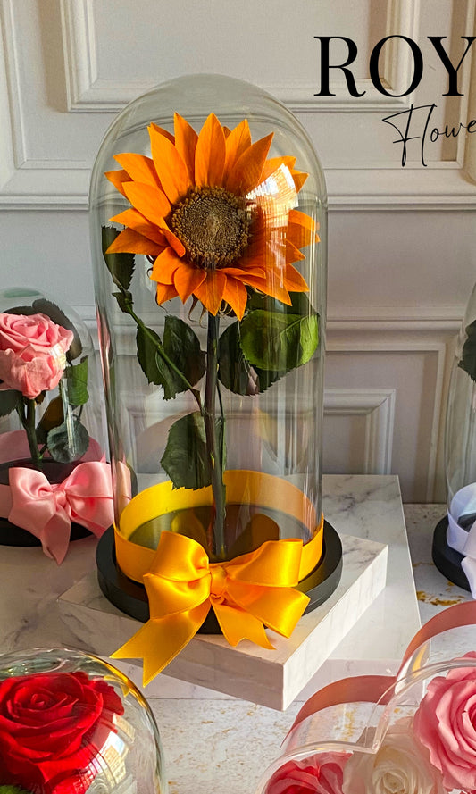 Girasol Jumbo